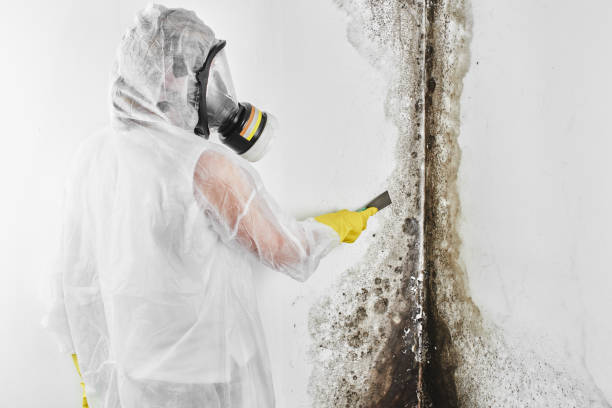 Home Mold Removal in Lantana, TX