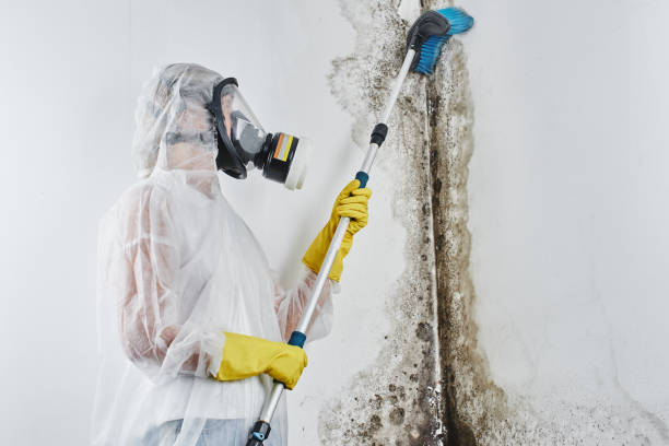 Best Best Mold Removal Companies  in Lantana, TX