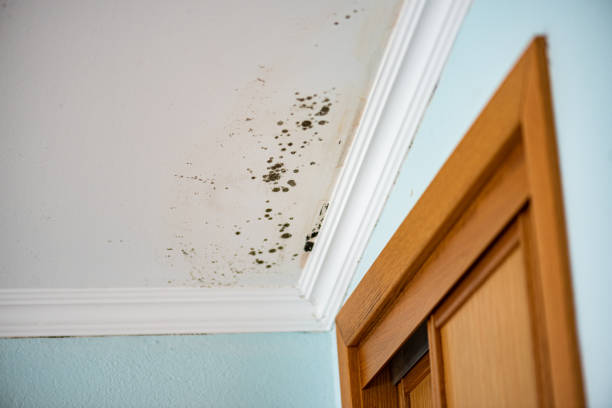 Best Certified Mold Removal  in Lantana, TX