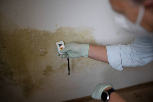 Best Commercial Mold Removal  in Lantana, TX