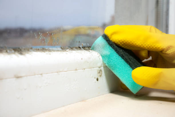 Best Residential Mold Removal  in Lantana, TX