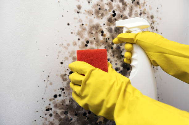 Best Home Mold Removal  in Lantana, TX