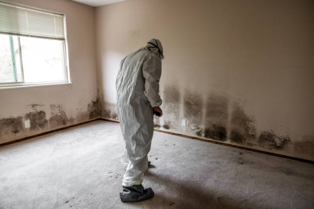 Crawl Space Mold Removal in Lantana, TX