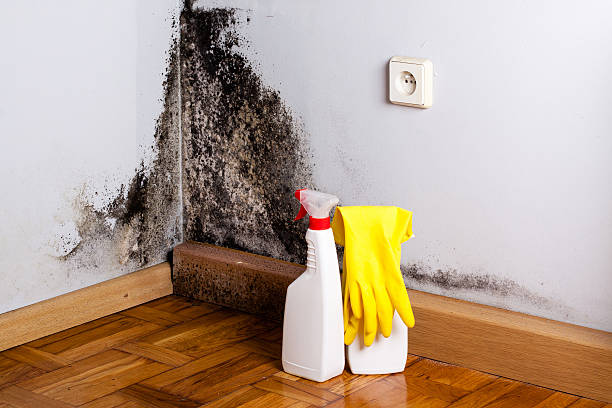 Best Local Mold Removal Service  in Lantana, TX