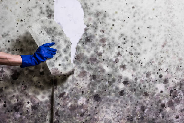 Best Mold Damage Repair  in Lantana, TX