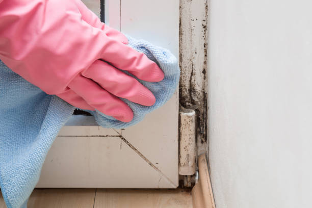 Best Certified Mold Removal  in Lantana, TX