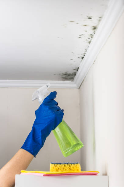 Best Same-Day Mold Removal  in Lantana, TX