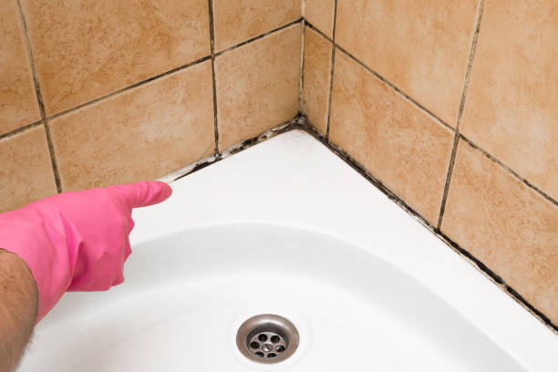 Best Fast Mold Removal  in Lantana, TX