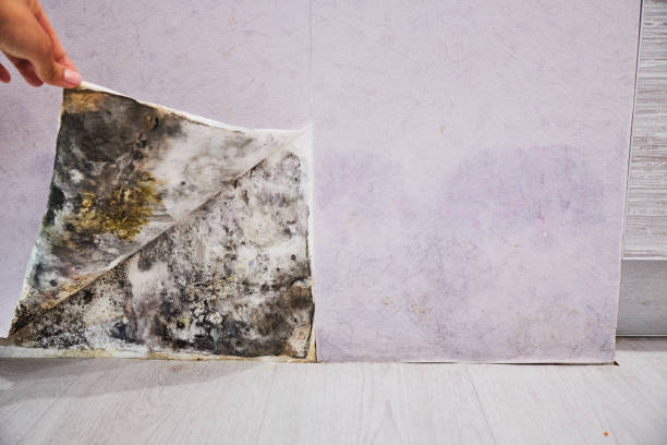 Best Professional Mold Removal  in Lantana, TX